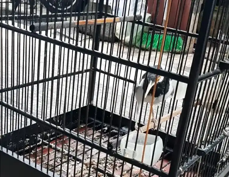 Jalak suren jawa - adasale