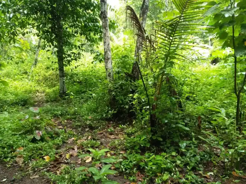 Tanah Srandakan Bantul dkt Klinik Mareta - adasale