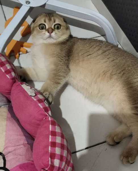 SCOTTISH FOLD FEMALE PED WCF IMPORT RUSSIA - adasale