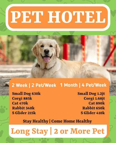 penitipan kucing di pakuwon city - adasale