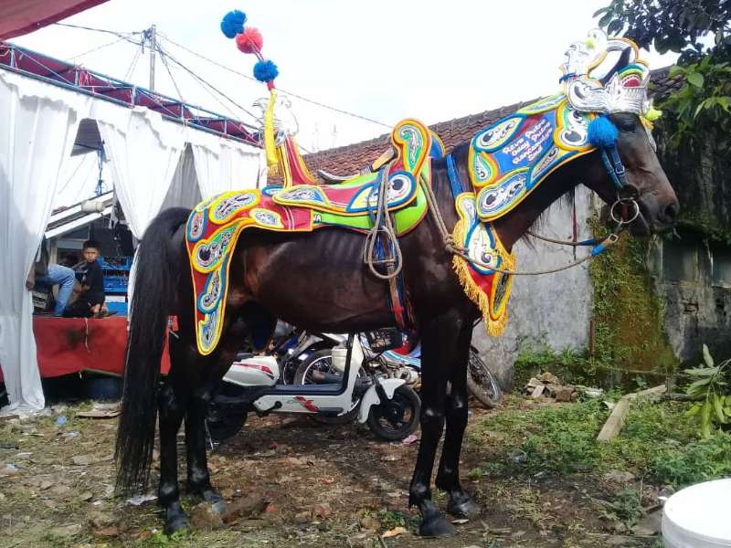 Kuda Renggong  Citra Kusuma - adasale