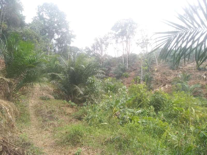 kebun sawit 5 hektar + kebun karet 5 hektar - adasale