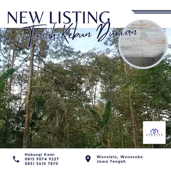 [INVESTASI] KEBUN DURIAN SIAP PANEN TAHUNAN - adasale