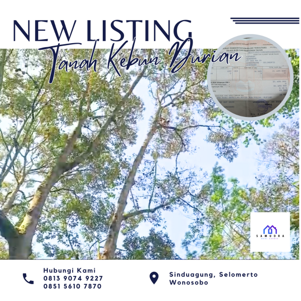  [INVESTASI] KEBUN DURIAN BUAH PRODUKTIF DATAR - adasale