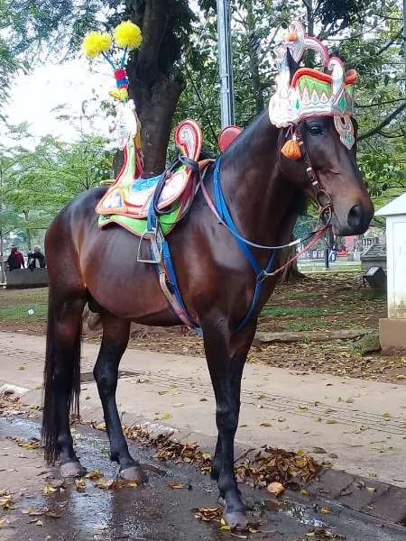 Kuda Renggong - adasale