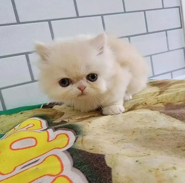 Kucing persia - adasale