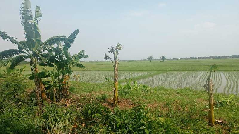 Dijual Cepat Tanah Murah Sukawangi Bekasi - adasale