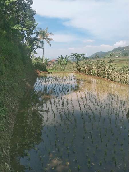 Jual Tanah Sawah di Cianjur  - adasale