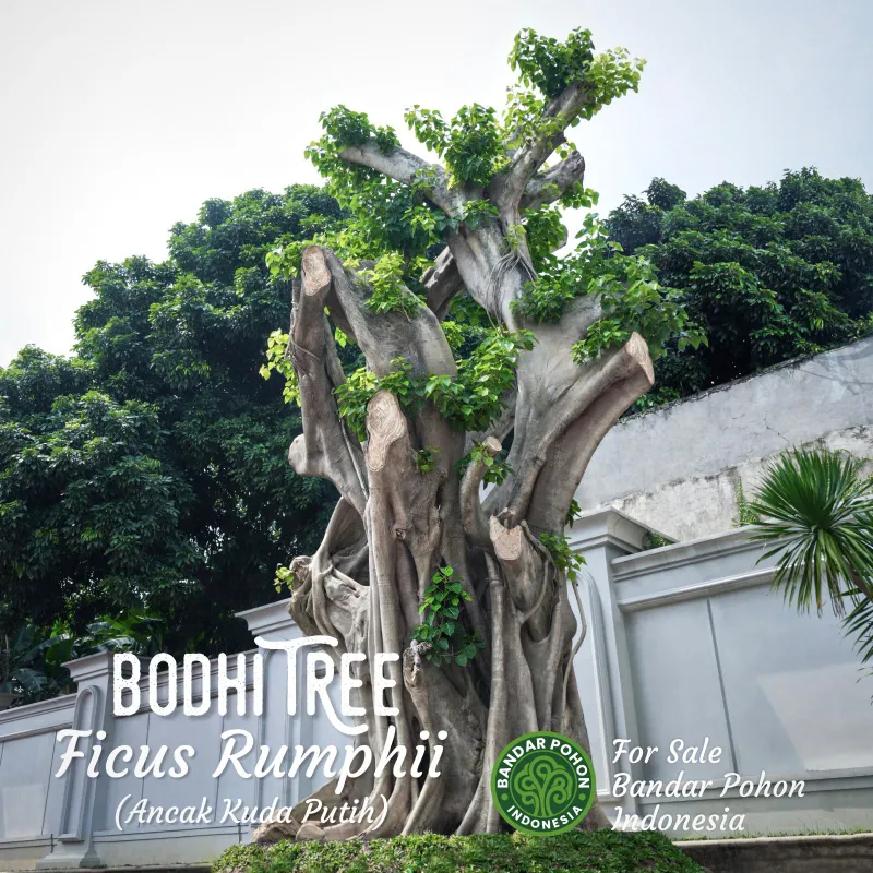 Jual Pohon Bodhi Putih / Ancak Kuda Putih Istimewa - adasale